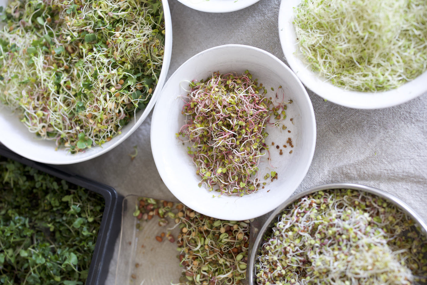 The Complete Guide to Harvesting Sprouts
